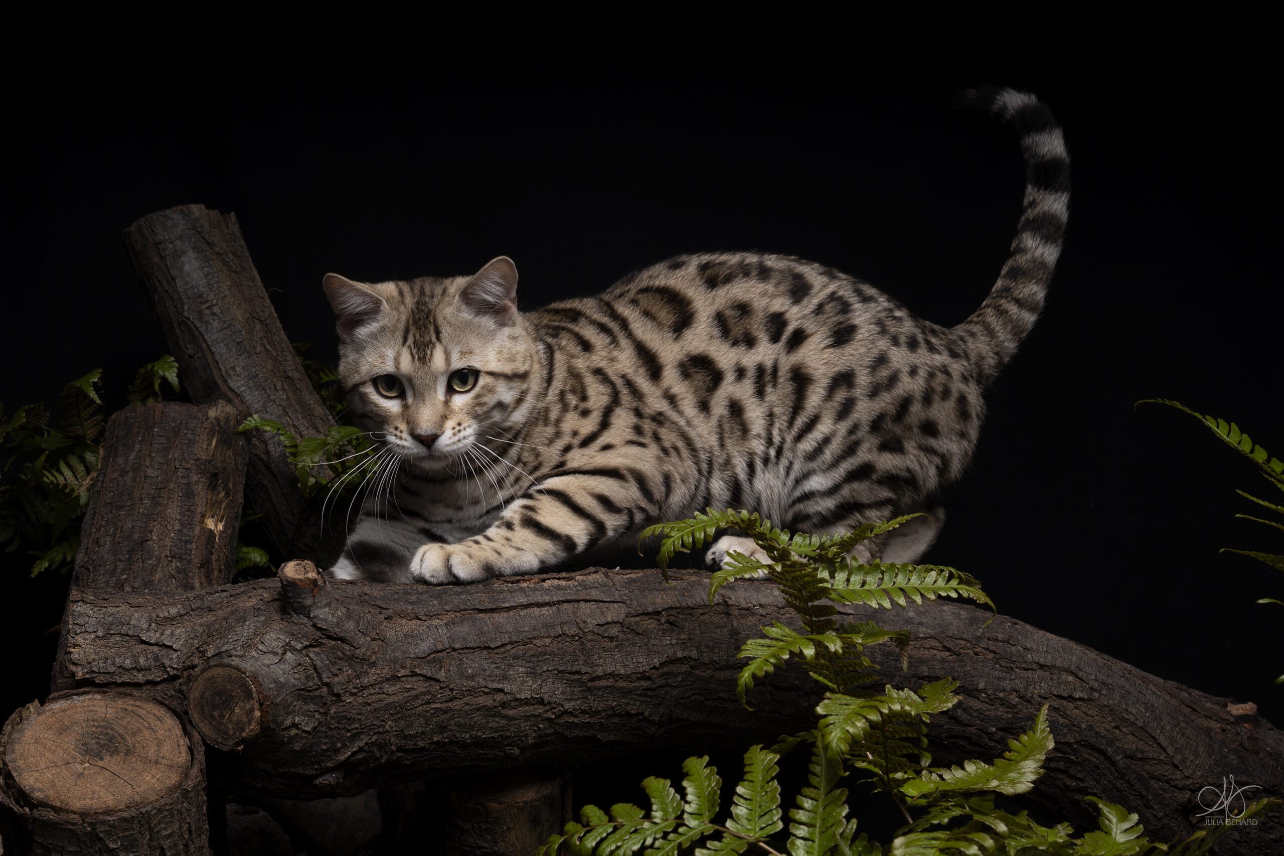 bengal's throne bengal brown tabby rosettes wild cat chat élevage sud vaucluse chaton chatterie mignon réservation adoption kitten exposition loof tica wcf sauvage panthère léopard alc