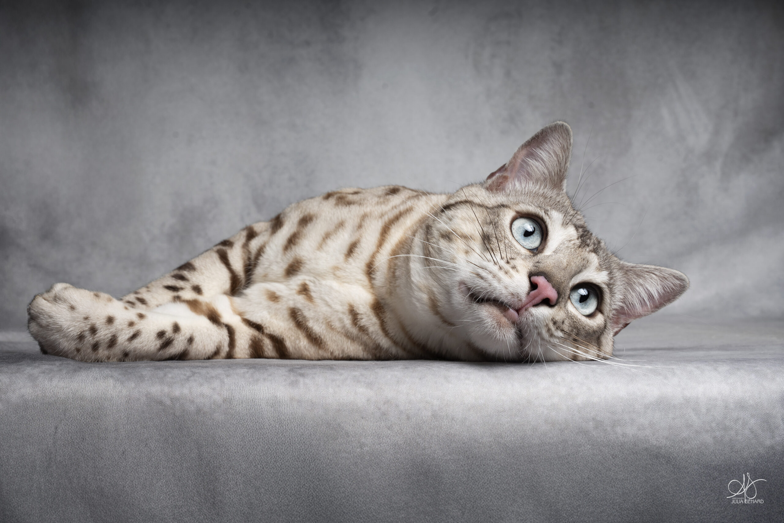 bengal's throne bengal seal silver mink tabby rosettes wild cat chat élevage sud vaucluse chaton chatterie mignon réservation adoption kitten exposition loof tica wcf sauvage panthère léopard alc