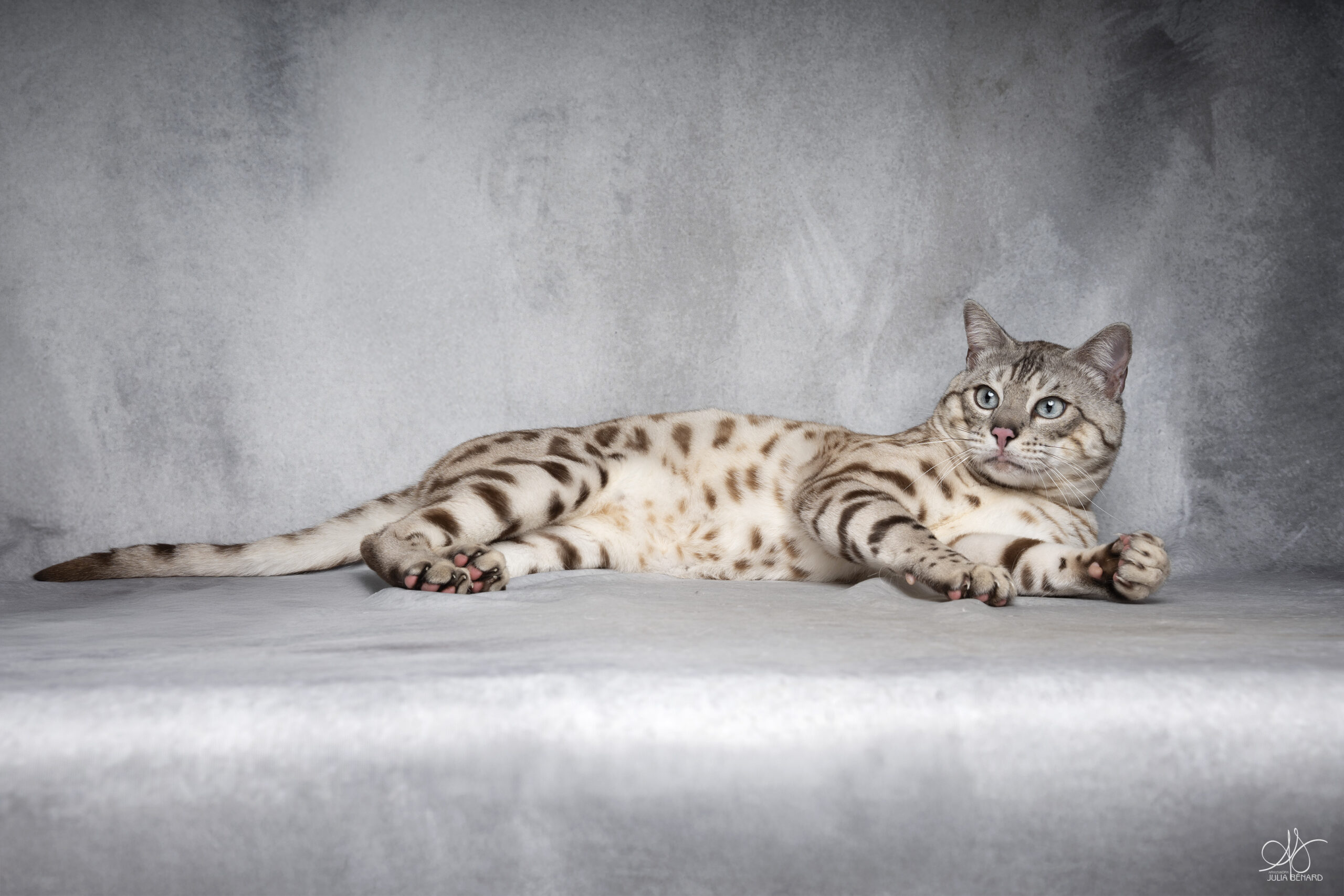 bengal's throne bengal seal silver mink tabby rosettes wild cat chat élevage sud vaucluse chaton chatterie mignon réservation adoption kitten exposition loof tica wcf sauvage panthère léopard alc