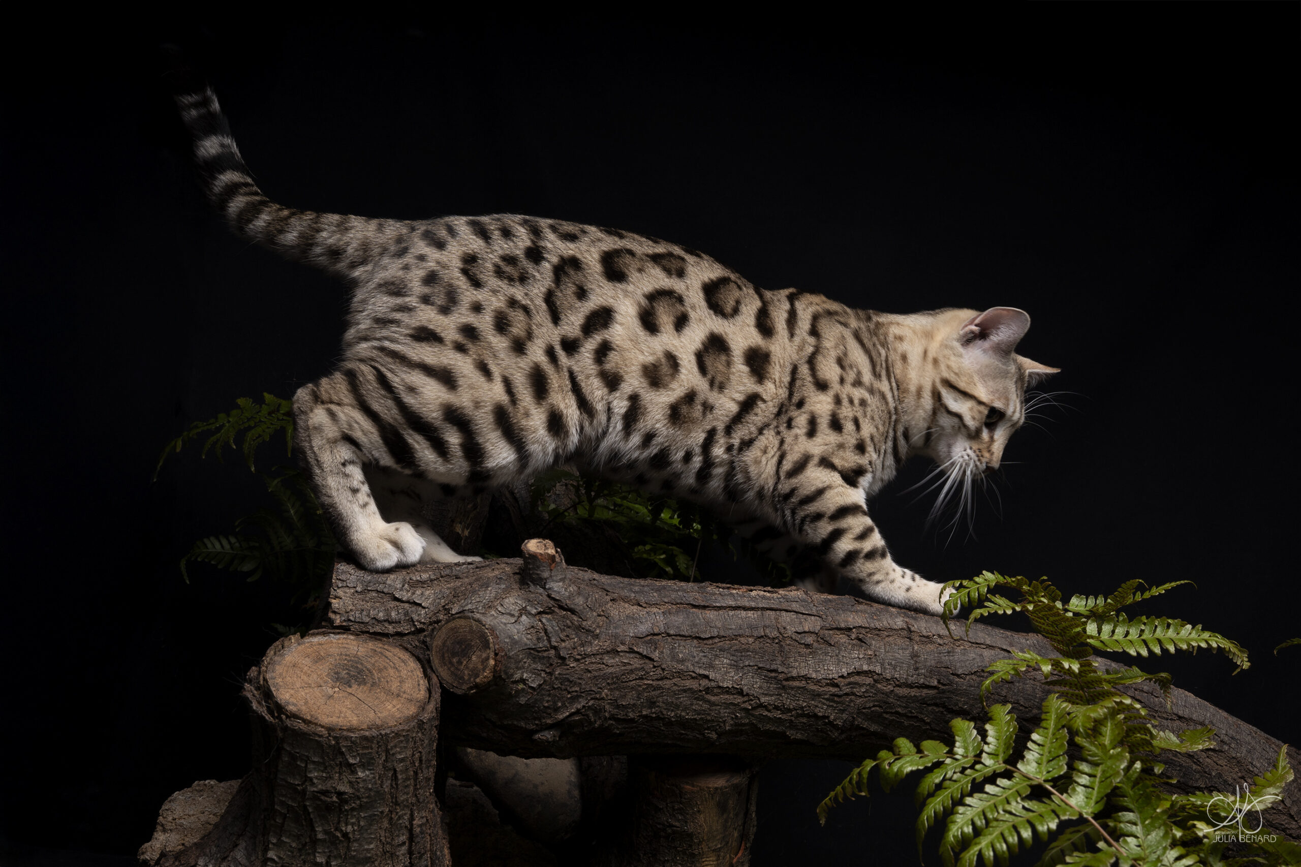 bengal's throne bengal brown tabby rosettes wild cat chat élevage sud vaucluse chaton chatterie mignon réservation adoption kitten exposition loof tica wcf sauvage panthère léopard alc