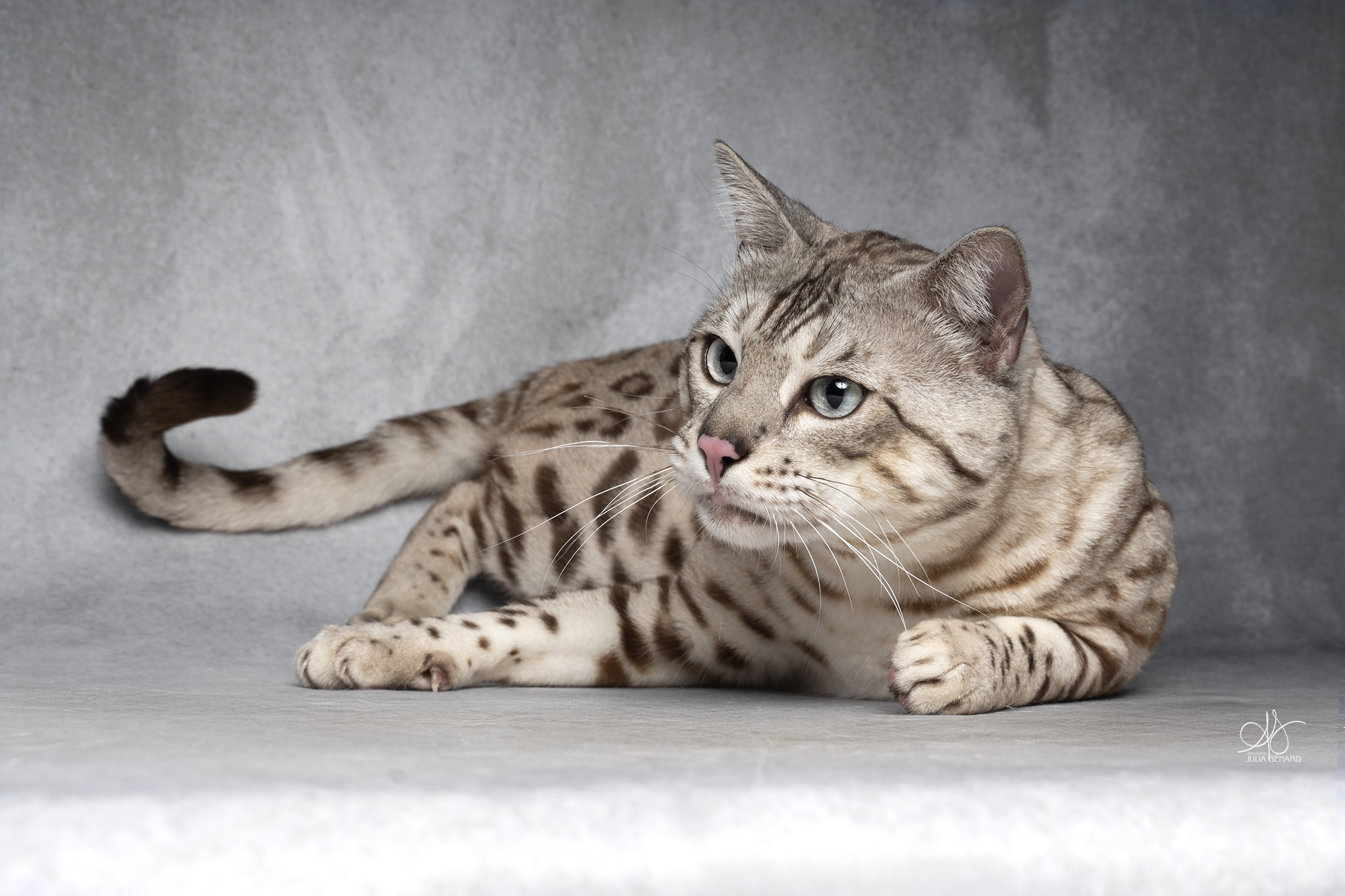 bengal's throne bengal seal silver mink tabby rosettes wild cat chat élevage sud vaucluse chaton chatterie mignon réservation adoption kitten exposition loof tica wcf sauvage panthère léopard alc