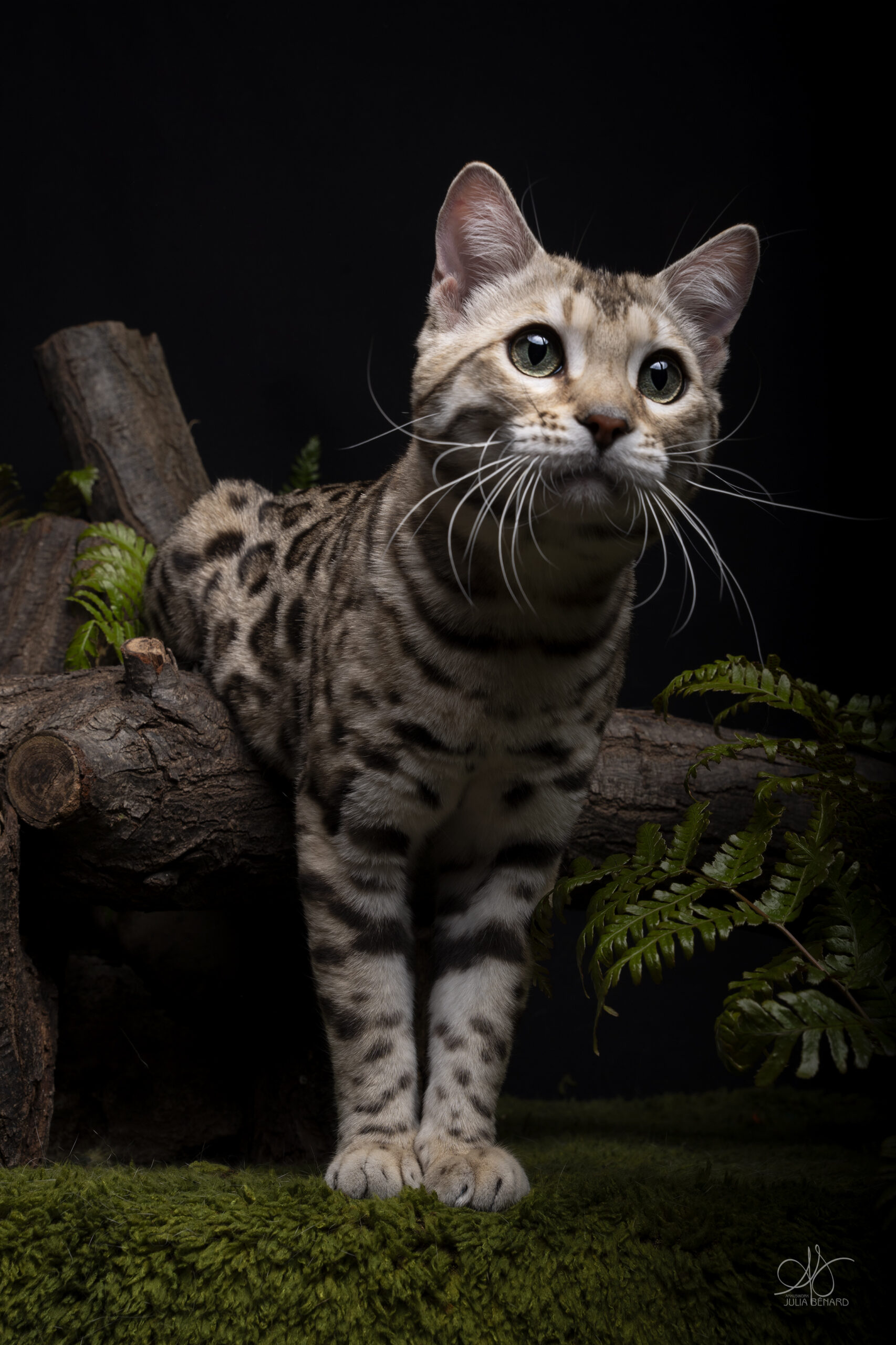 bengal's throne bengal brown tabby rosettes wild cat chat élevage sud vaucluse chaton chatterie mignon réservation adoption kitten exposition loof tica wcf sauvage panthère léopard alc