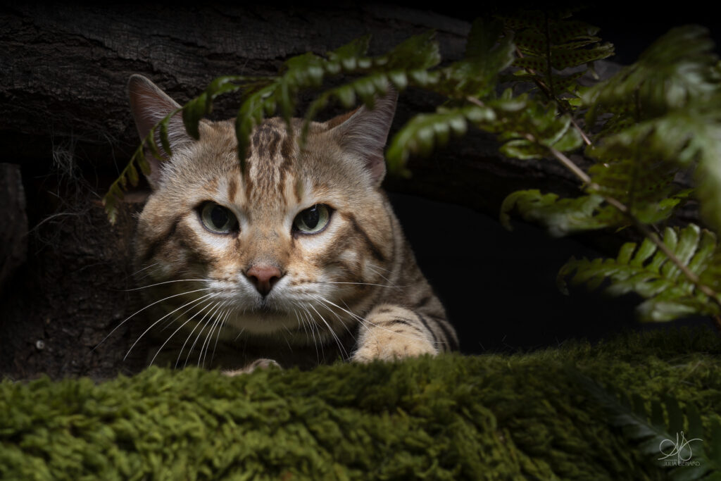 bengal's throne bengal brown tabby rosettes wild cat chat élevage sud vaucluse chaton chatterie mignon réservation adoption kitten exposition loof tica wcf sauvage panthère léopard alc