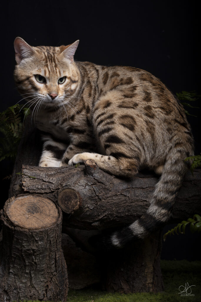 bengal's throne bengal brown tabby rosettes wild cat chat élevage sud vaucluse chaton chatterie mignon réservation adoption kitten exposition loof tica wcf sauvage panthère léopard alc