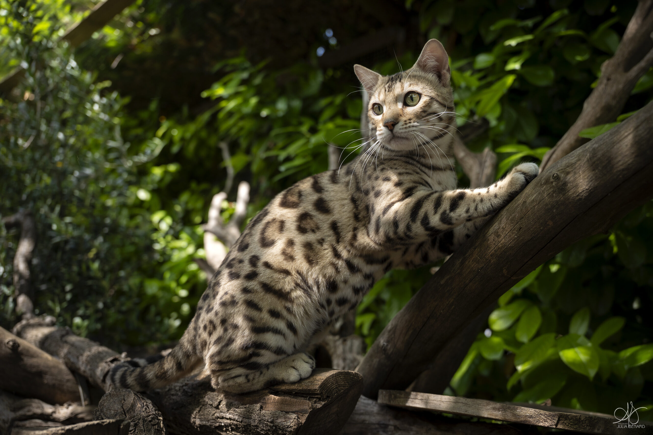 bengal's throne bengal brown tabby rosettes wild cat chat élevage sud vaucluse chaton chatterie mignon réservation adoption kitten exposition loof tica wcf sauvage panthère léopard alc
