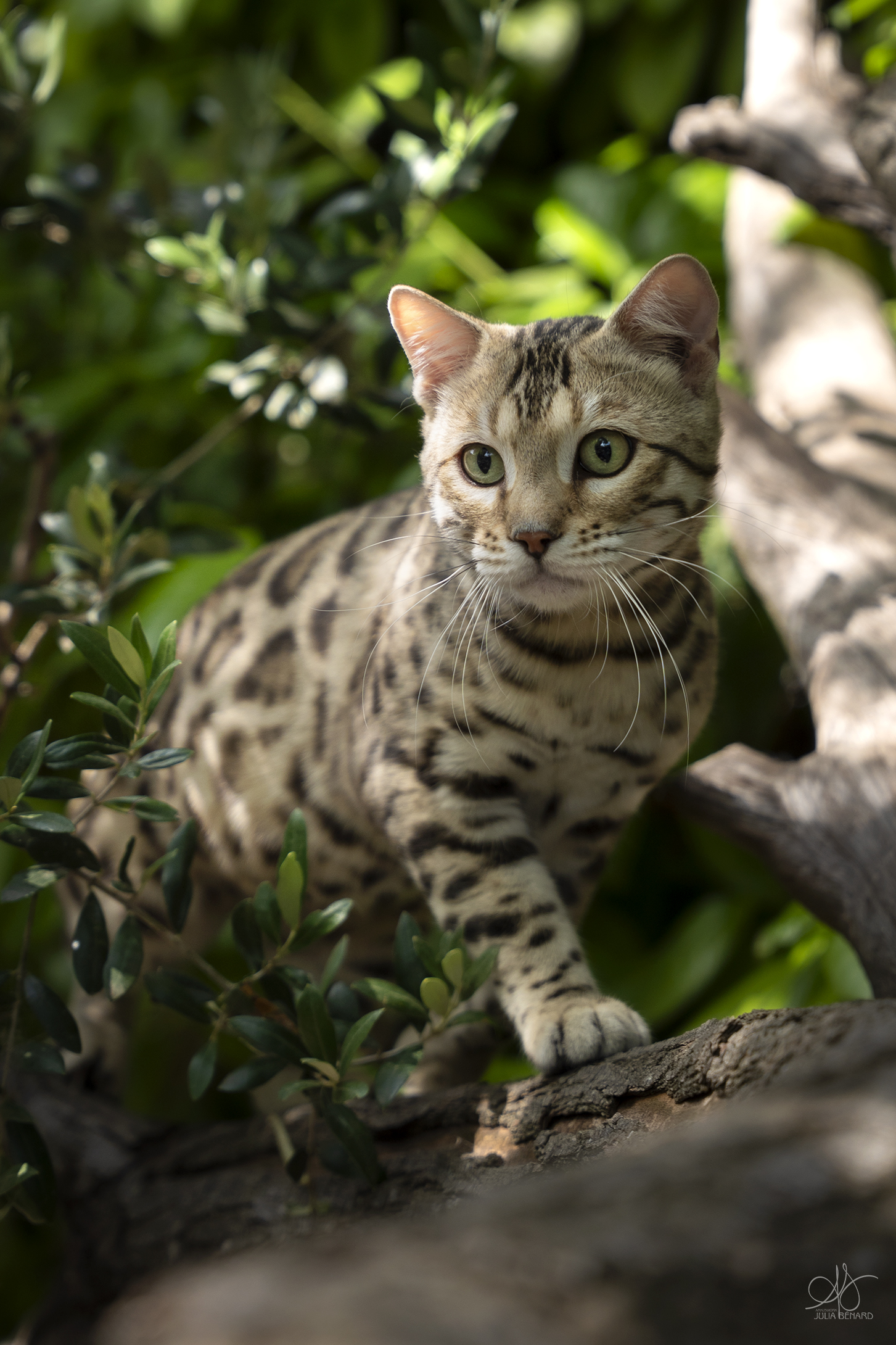 bengal's throne bengal brown tabby rosettes wild cat chat élevage sud vaucluse chaton chatterie mignon réservation adoption kitten exposition loof tica wcf sauvage panthère léopard alc