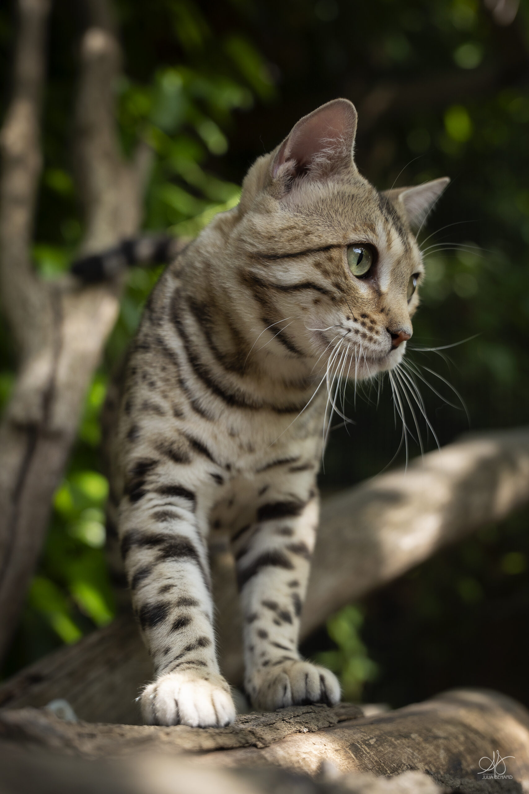 bengal's throne bengal brown tabby rosettes wild cat chat élevage sud vaucluse chaton chatterie mignon réservation adoption kitten exposition loof tica wcf sauvage panthère léopard alc