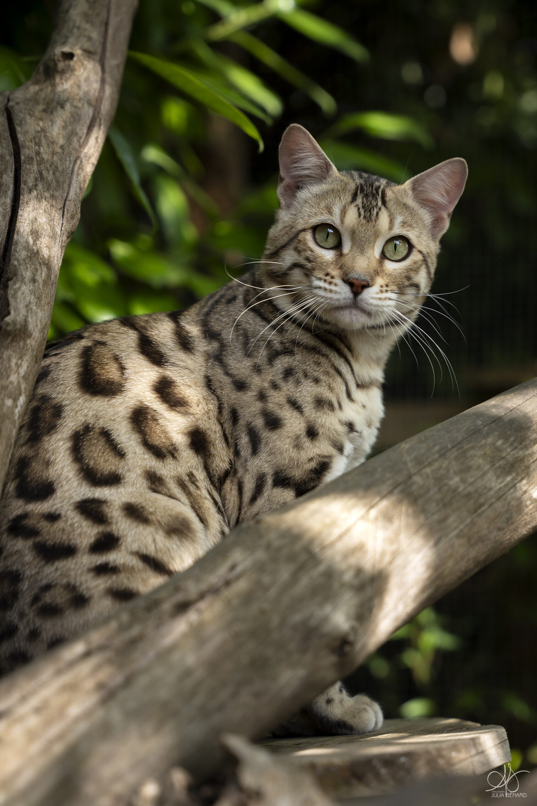 bengal's throne bengal brown tabby rosettes wild cat chat élevage sud vaucluse chaton chatterie mignon réservation adoption kitten exposition loof tica wcf sauvage panthère léopard alc