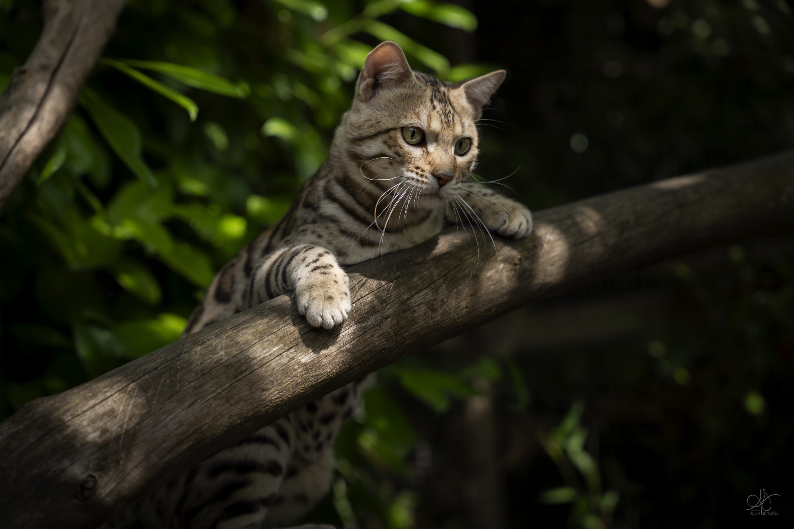 bengal's throne bengal brown tabby rosettes wild cat chat élevage sud vaucluse chaton chatterie mignon réservation adoption kitten exposition loof tica wcf sauvage panthère léopard alc