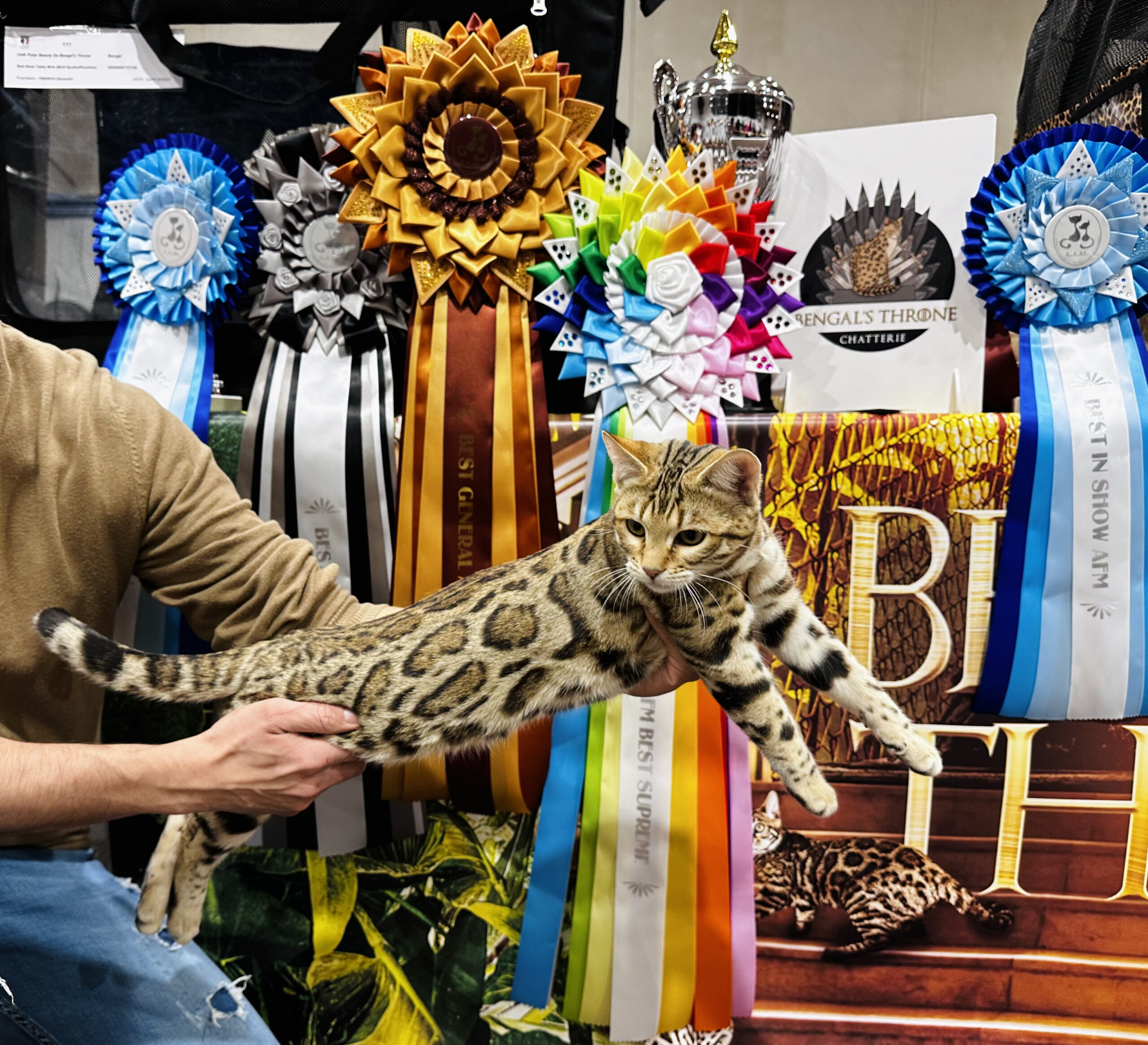bengal's throne bengal brown tabby rosettes wild cat chat élevage sud vaucluse chaton chatterie mignon réservation adoption kitten exposition loof tica wcf sauvage panthère léopard alc