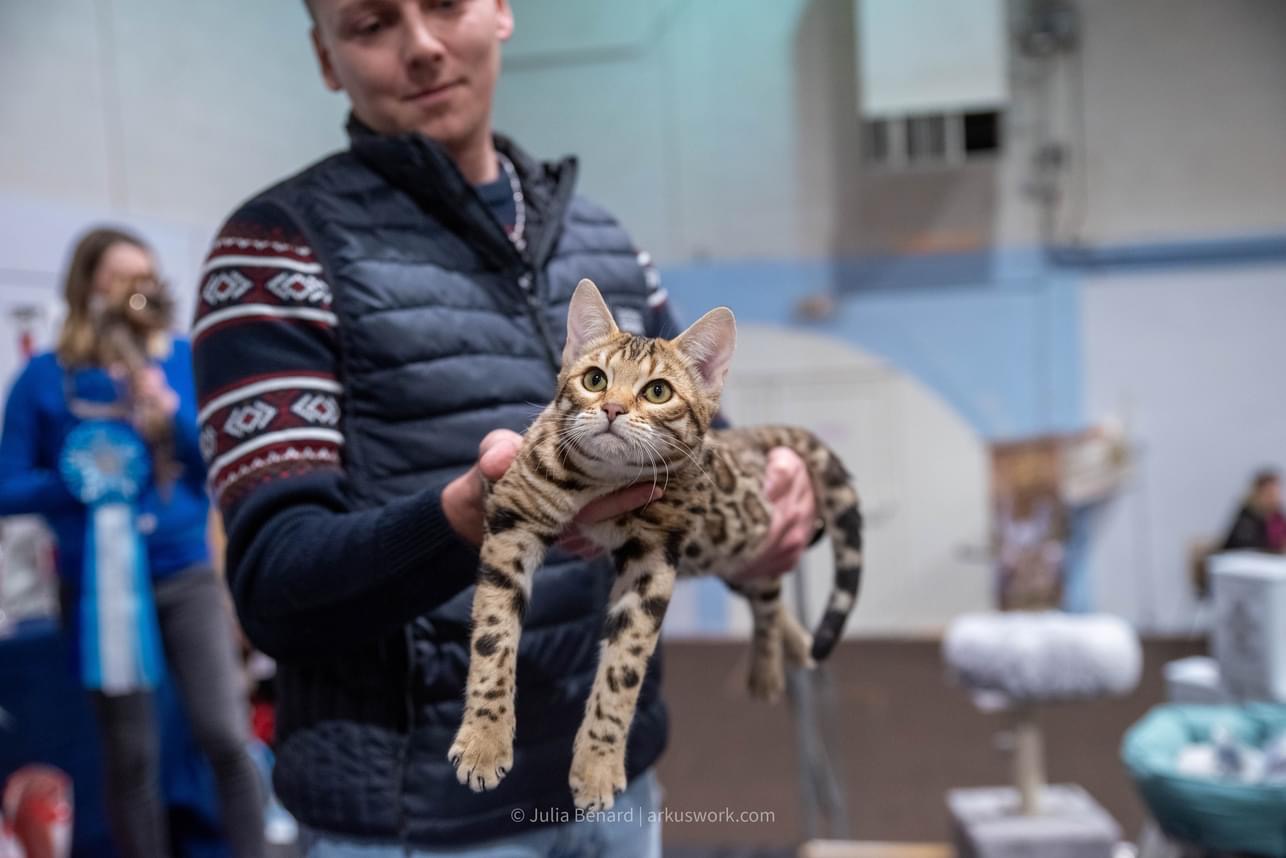 bengal's throne bengal brown tabby rosettes wild cat chat élevage sud vaucluse chaton chatterie mignon réservation adoption kitten exposition loof tica wcf sauvage panthère léopard alc