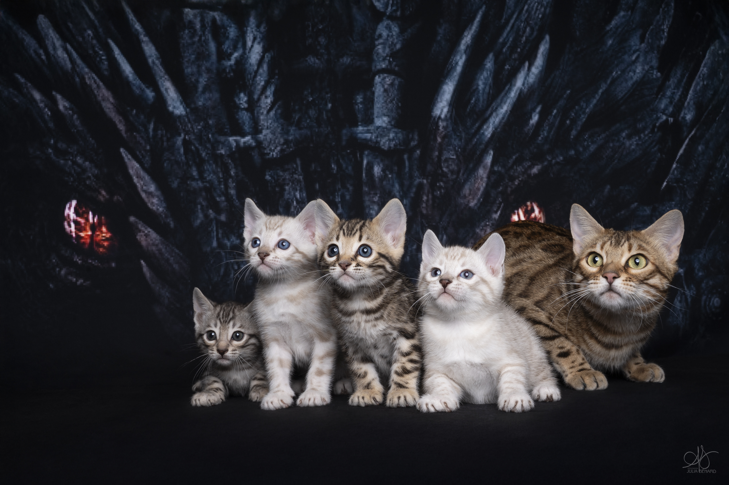 bengal's throne bengal brown tabby rosettes wild cat chat élevage sud vaucluse chaton chatterie mignon réservation adoption kitten exposition loof tica wcf sauvage panthère léopard alc