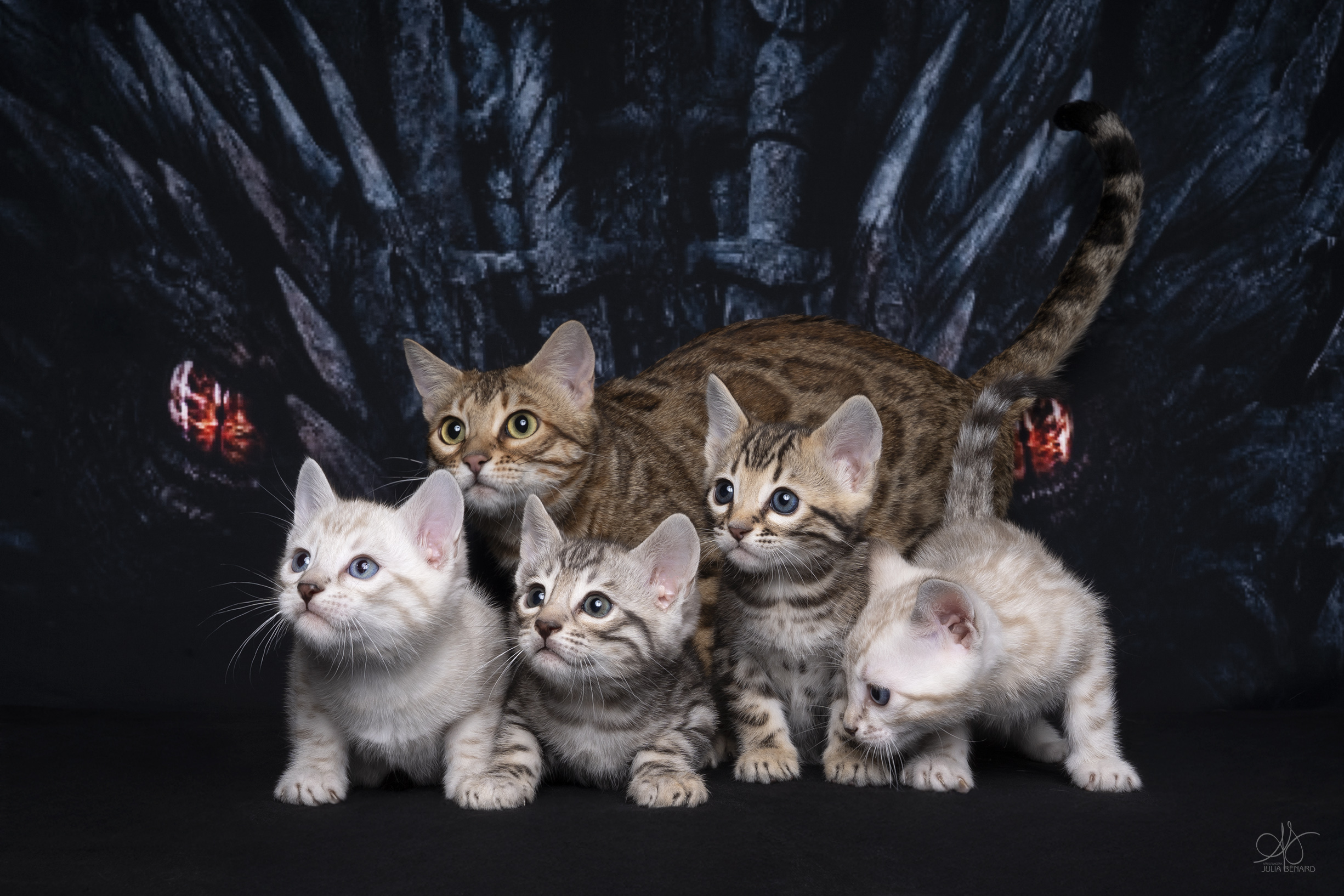 bengal's throne bengal brown tabby rosettes wild cat chat élevage sud vaucluse chaton chatterie mignon réservation adoption kitten exposition loof tica wcf sauvage panthère léopard alc
