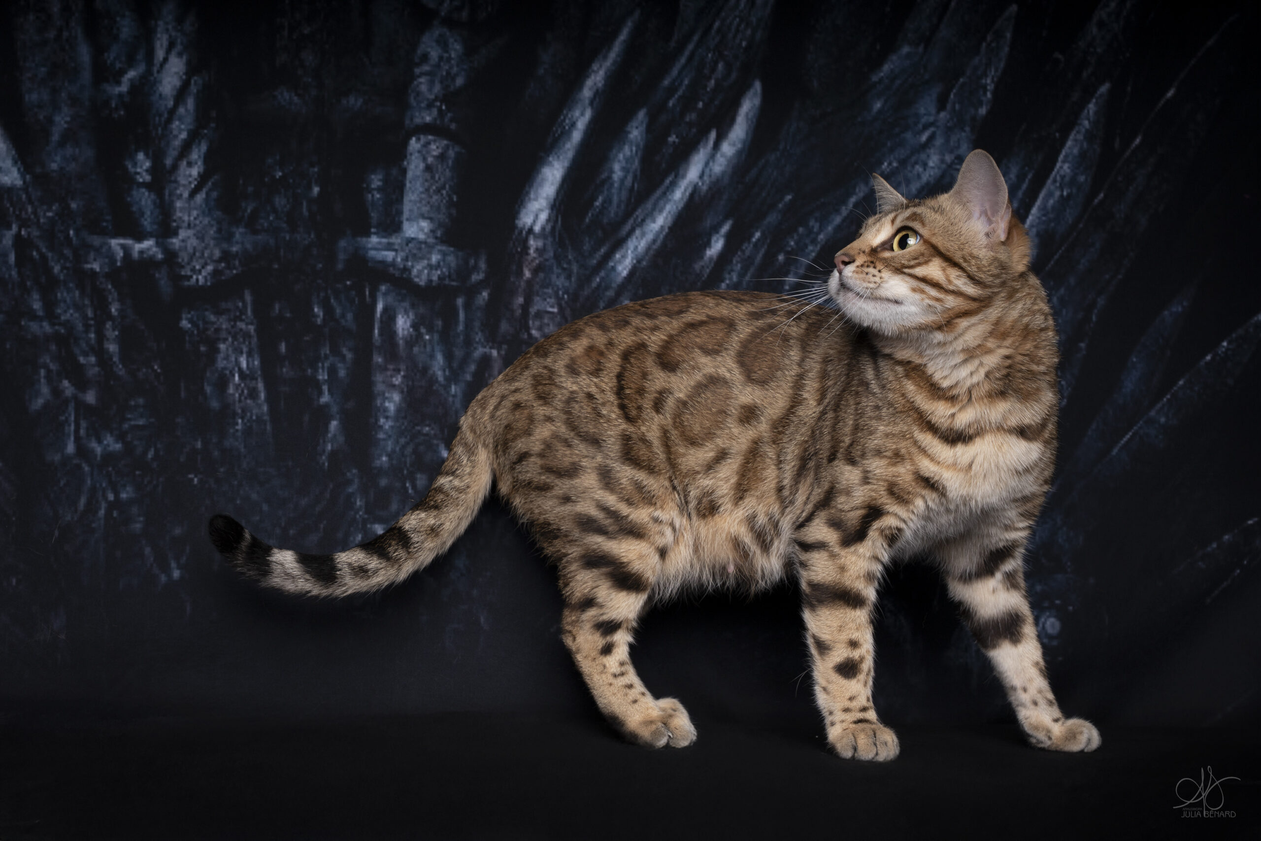bengal's throne bengal brown tabby rosettes wild cat chat élevage sud vaucluse chaton chatterie mignon réservation adoption kitten exposition loof tica wcf sauvage panthère léopard alc