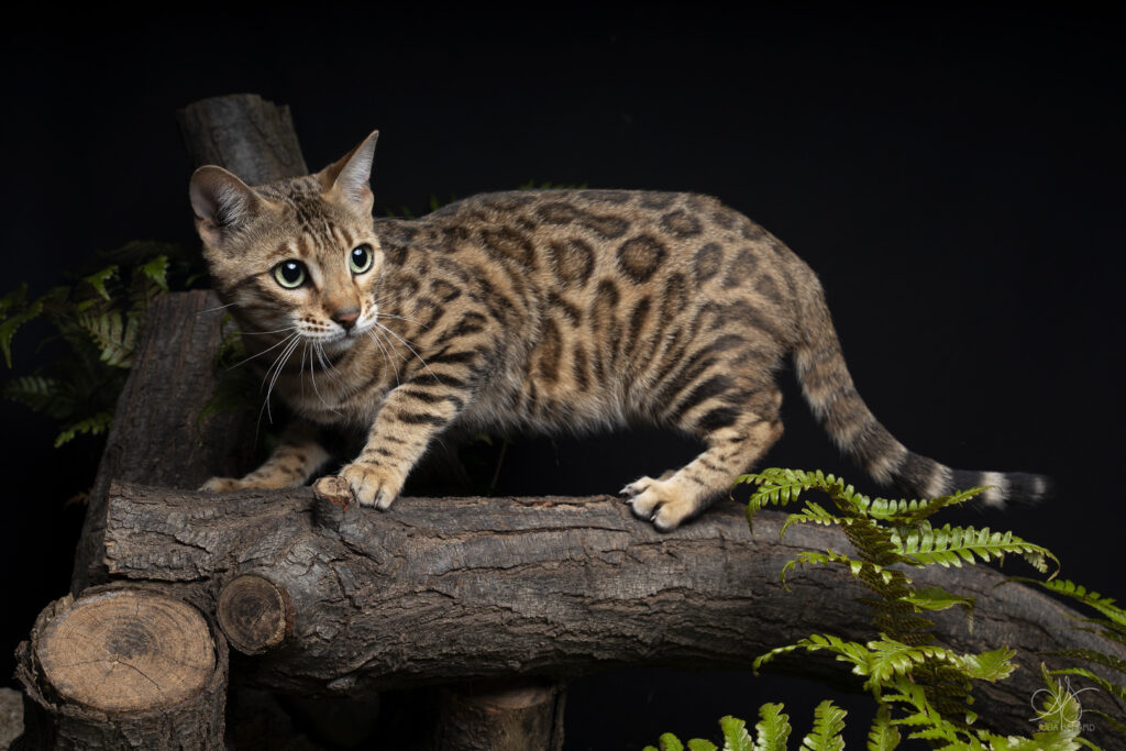 bengal's throne bengal brown tabby rosettes wild cat chat élevage sud vaucluse chaton chatterie mignon réservation adoption kitten exposition loof tica wcf sauvage panthère léopard alc