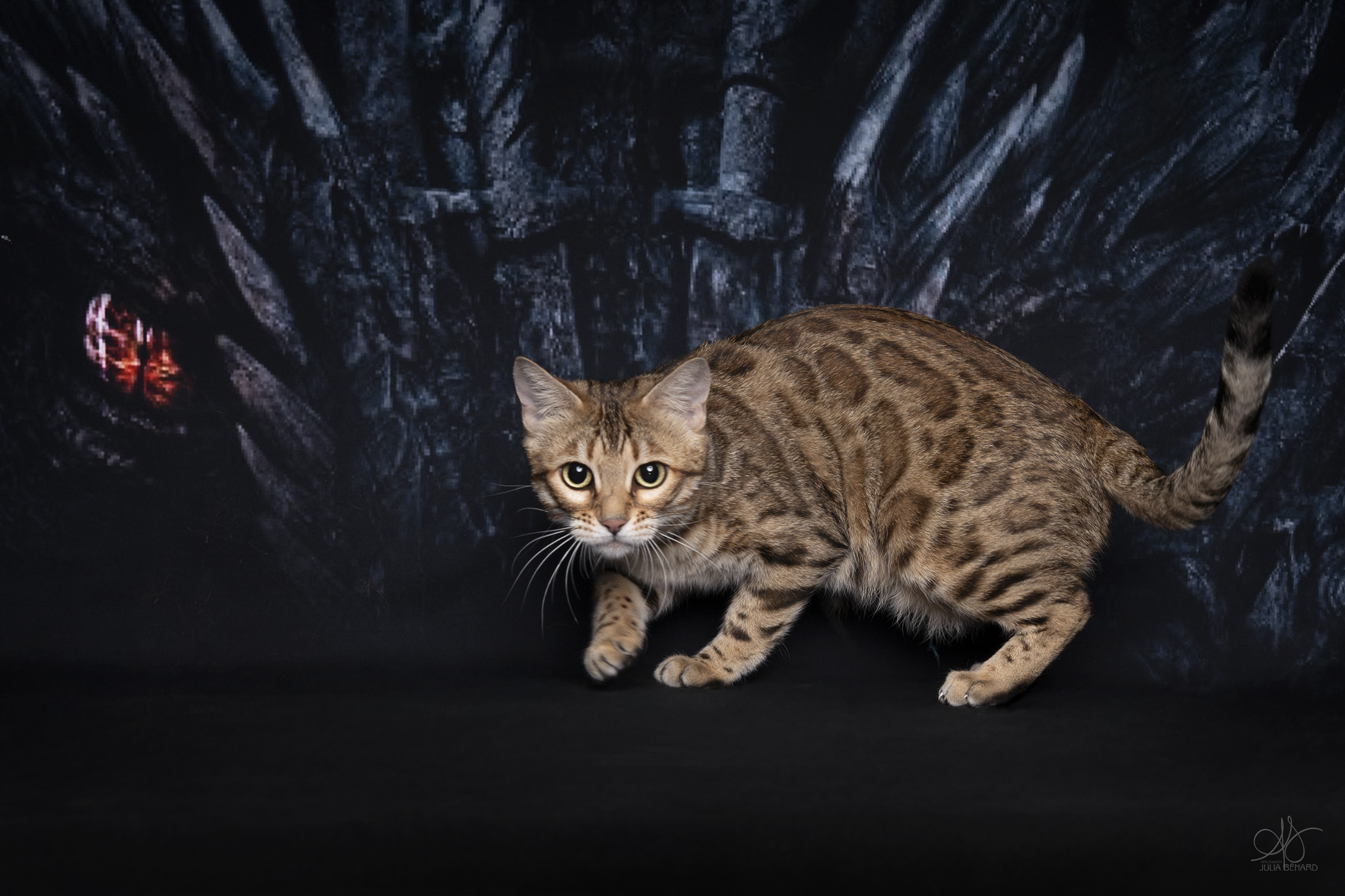 bengal's throne bengal brown tabby rosettes wild cat chat élevage sud vaucluse chaton chatterie mignon réservation adoption kitten exposition loof tica wcf sauvage panthère léopard alc