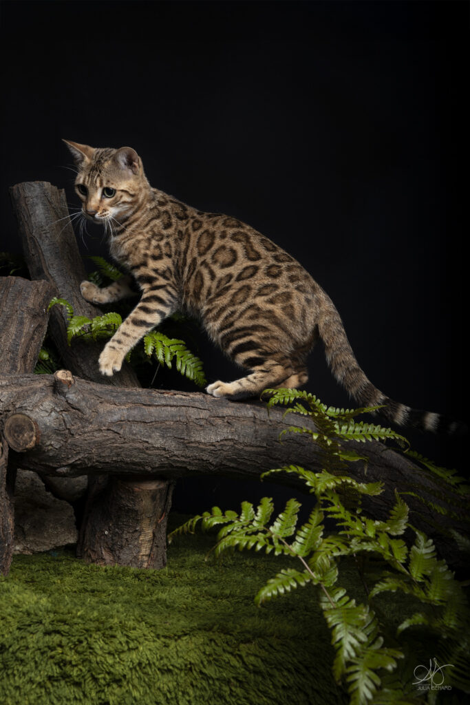 bengal's throne bengal brown tabby rosettes wild cat chat élevage sud vaucluse chaton chatterie mignon réservation adoption kitten exposition loof tica wcf sauvage panthère léopard alc