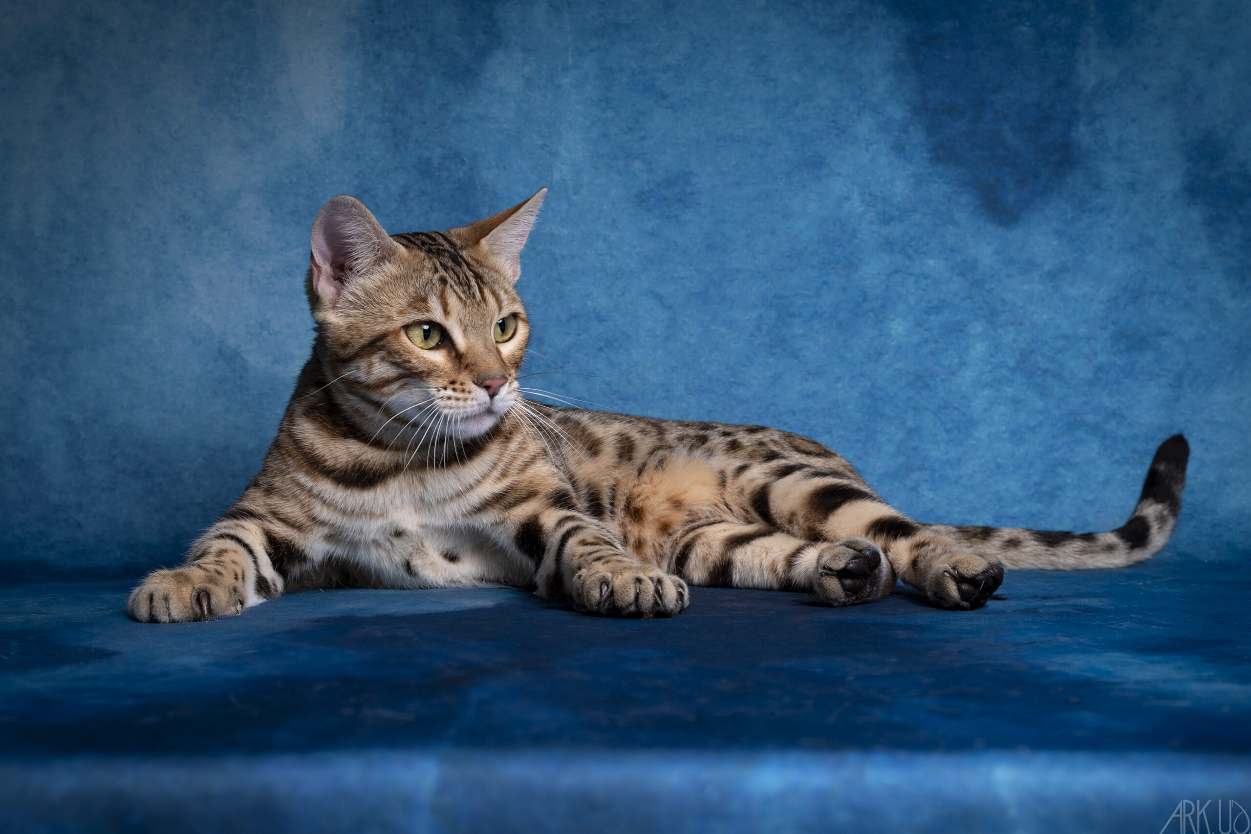 bengal's throne bengal brown tabby rosettes wild cat chat élevage sud vaucluse chaton chatterie mignon réservation adoption kitten exposition loof tica wcf sauvage panthère léopard alc